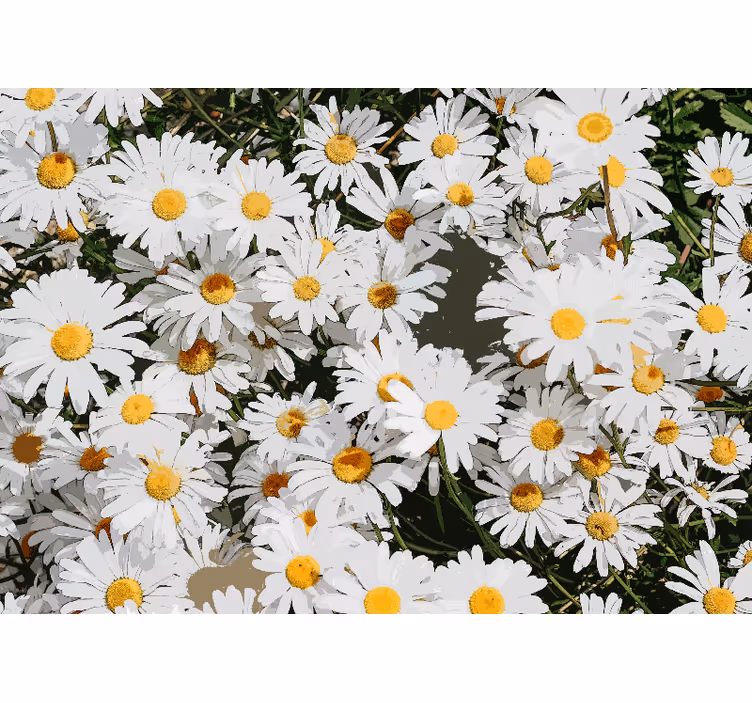 White window blind daisy painted meadow - TenStickers