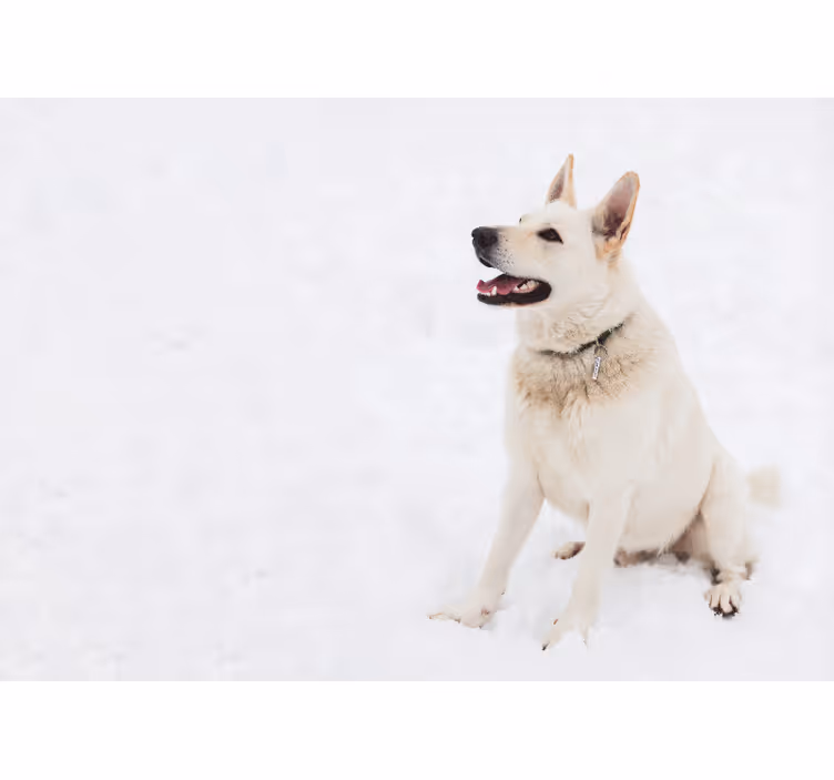 White window blind husky in the snow - TenStickers