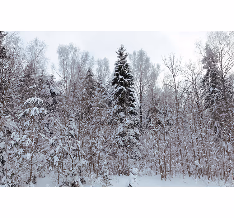 White window blind white forest in winter - TenStickers