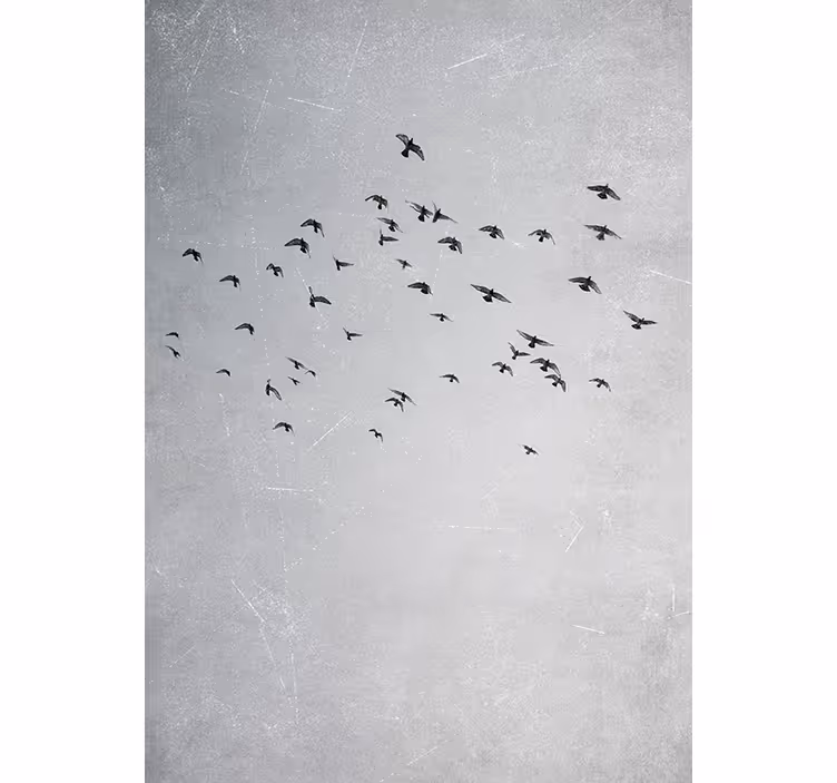 Blind bedroom soaring birds - TenStickers