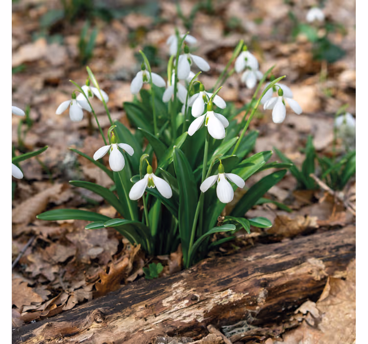 Living room blind snowdrop forest landscape design - TenStickers