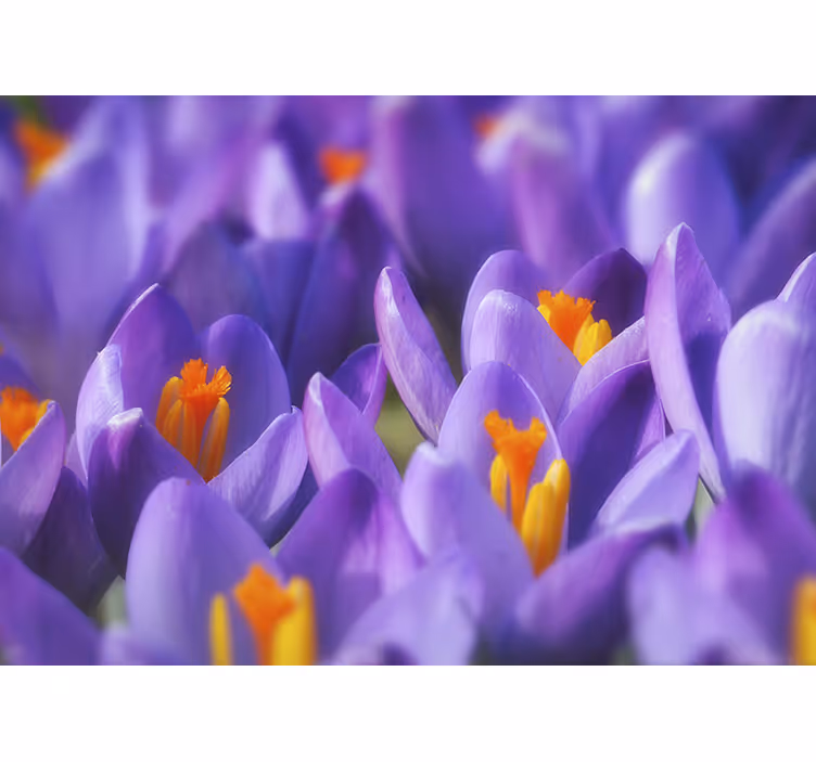 Living room blind purple and orange crocus flower - TenStickers