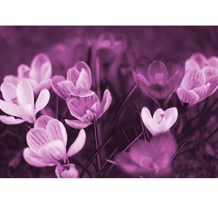 Living room blind beautiful pink crocus flower - TenStickers