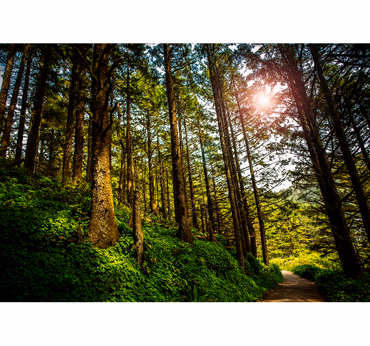 Blind bedroom sunlit forest path design - TenStickers