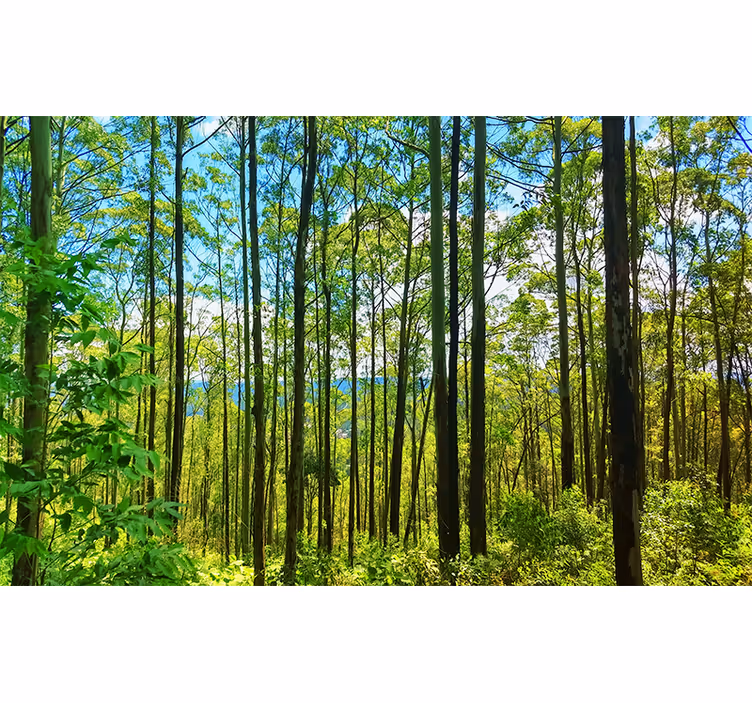 Blind bedroom polish forest birches - TenStickers