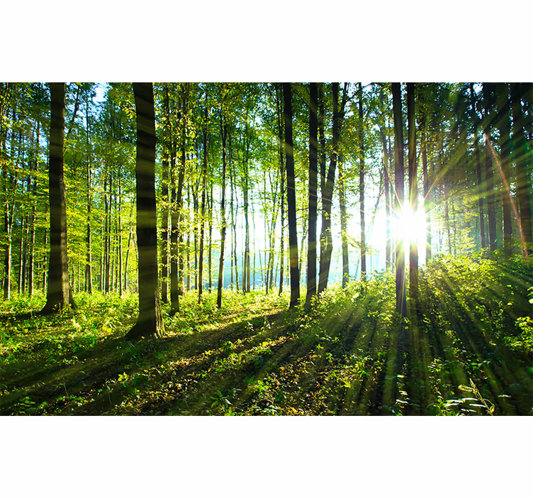 Blind bedroom wall mural of forest landscape reflection - TenStickers