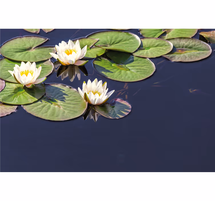 Blind bedroom lotus realistic in pond - TenStickers