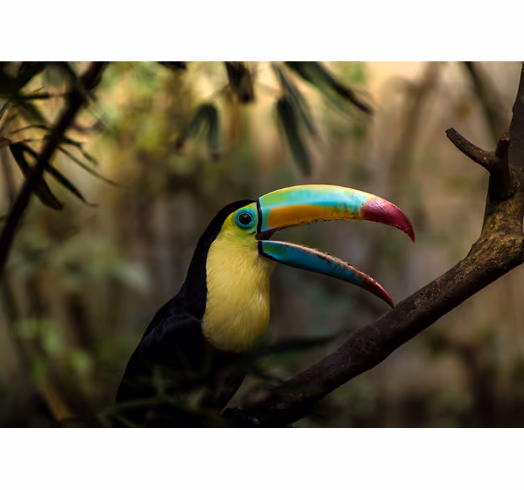 Animals blind toucan bird close-up - TenStickers