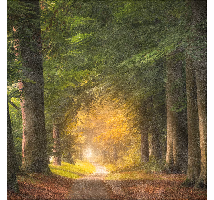 Roller blind office a stroll through the forest - TenStickers