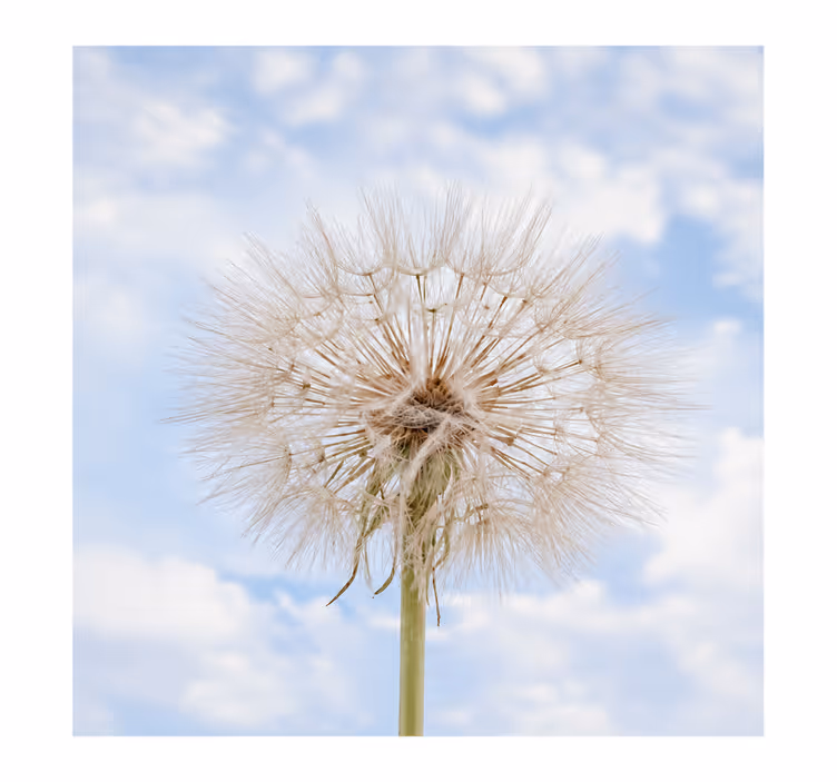 White window blind dandelion flower design - TenStickers