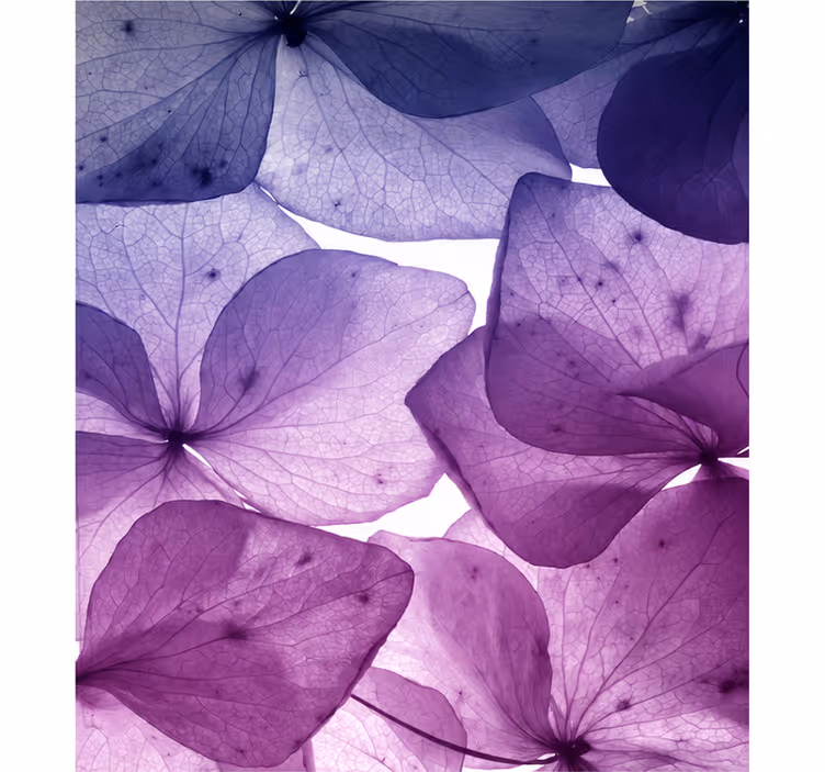 Blind purple floral joy and serenity - TenStickers