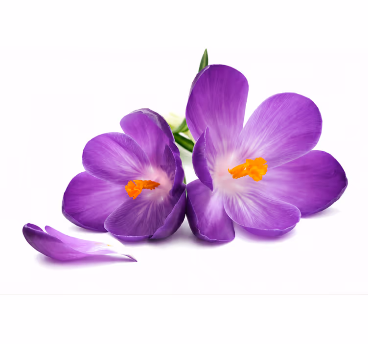Blind purple gathered blooms serenity - TenStickers