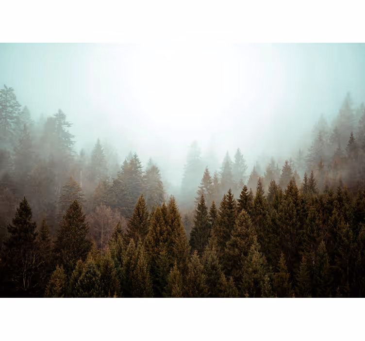 Misty forest view tree roller blind - TenStickers