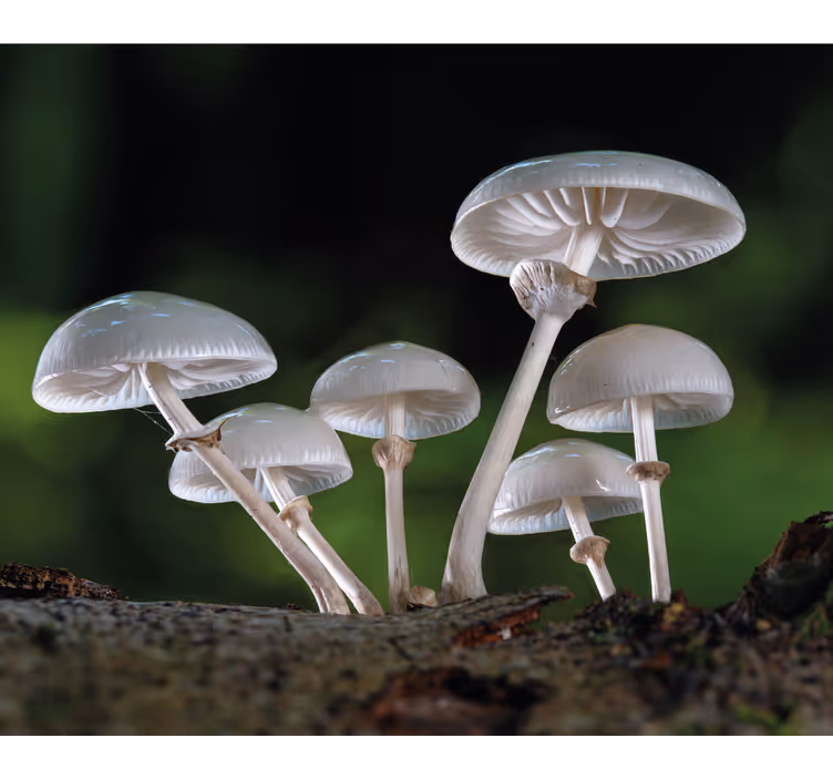 Mushroom Cluster blind flowers and plants - TenStickers