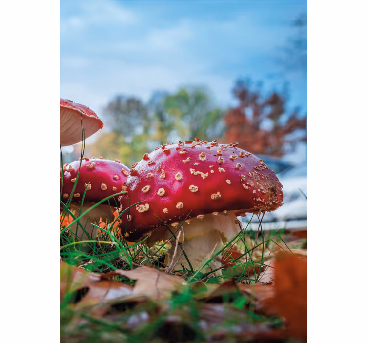 Vibrant Red Mushrooms blind flowers and plants - TenStickers
