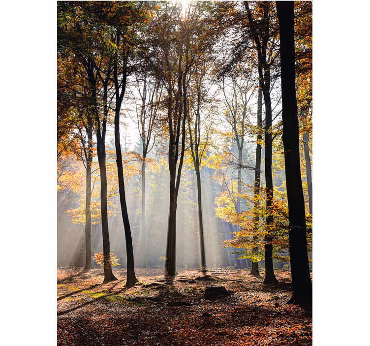 Sunlit forest scene tree blind - TenStickers