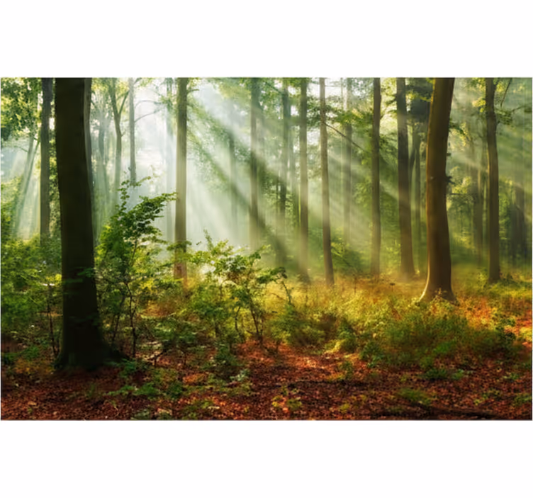 Forest wallpaper natural light in the woods - TenStickers