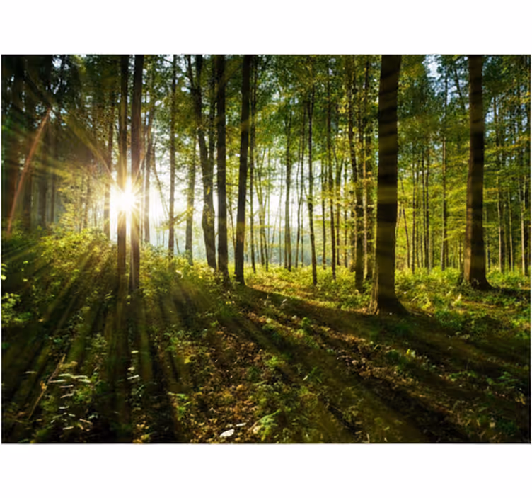 Forest wallpaper golden sunburst woods - TenStickers