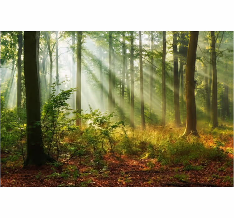 Forest wallpaper sunlit morning grove - TenStickers