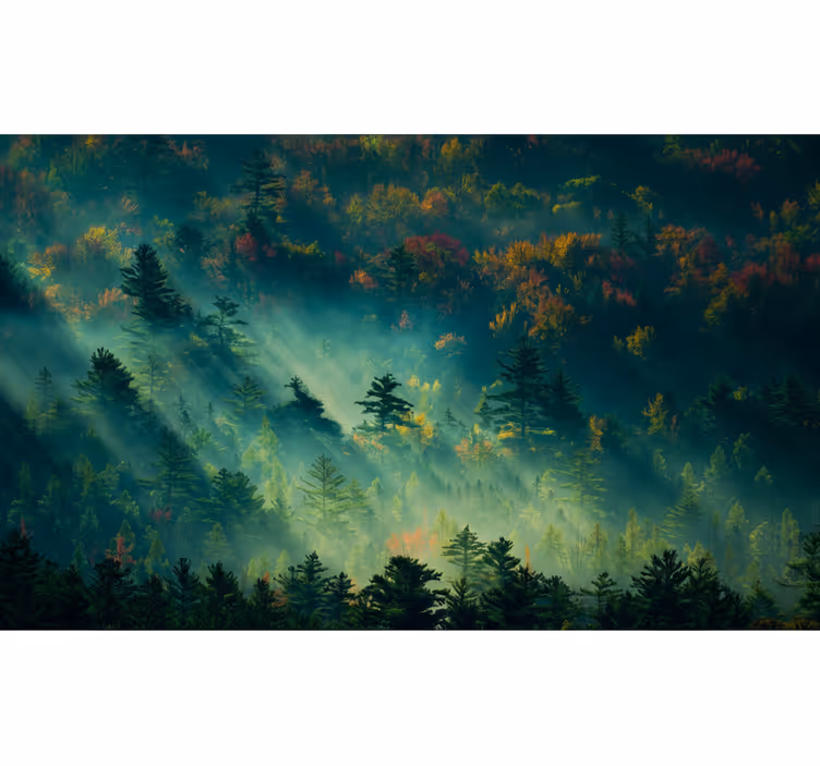 Forest wallpaper the gloomy forest - TenStickers