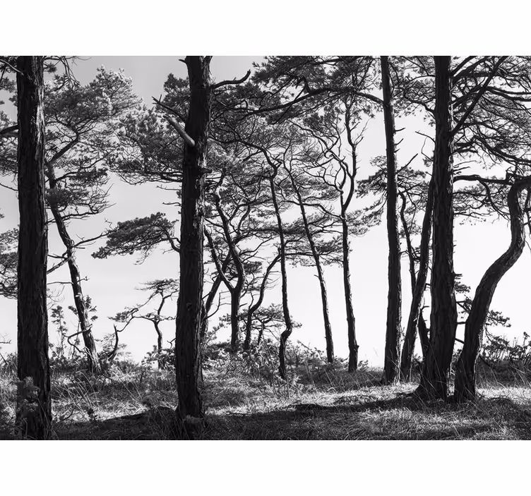 Forest wallpaper ink pine forest - TenStickers