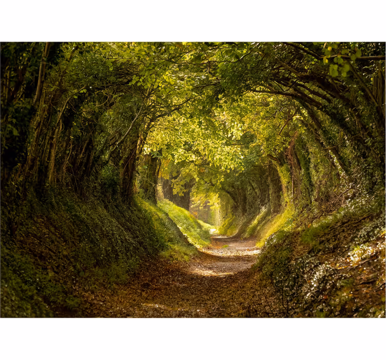 Forest wallpaper immersive forest mural - TenStickers