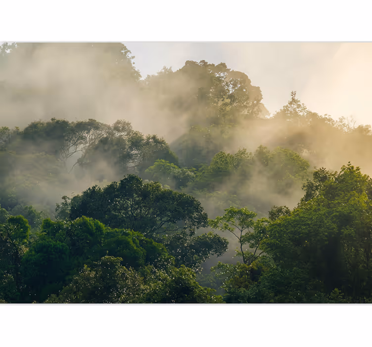 Forest wallpaper lush jungle canopy - TenStickers