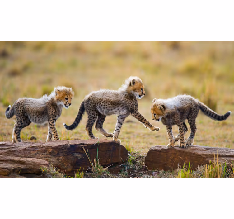 African wall mural of adorable cheetah cubs - TenStickers
