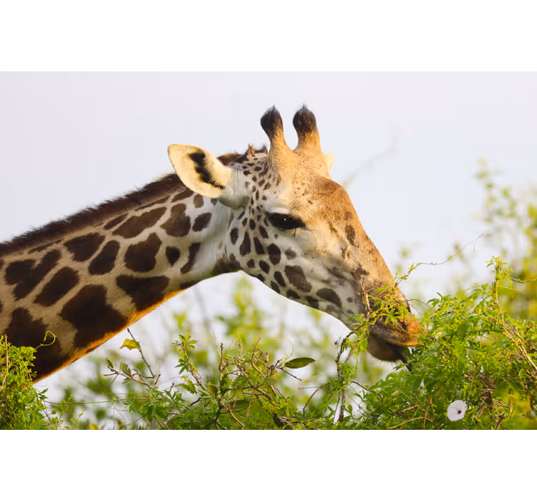 African wall mural featuring a tall giraffe - TenStickers