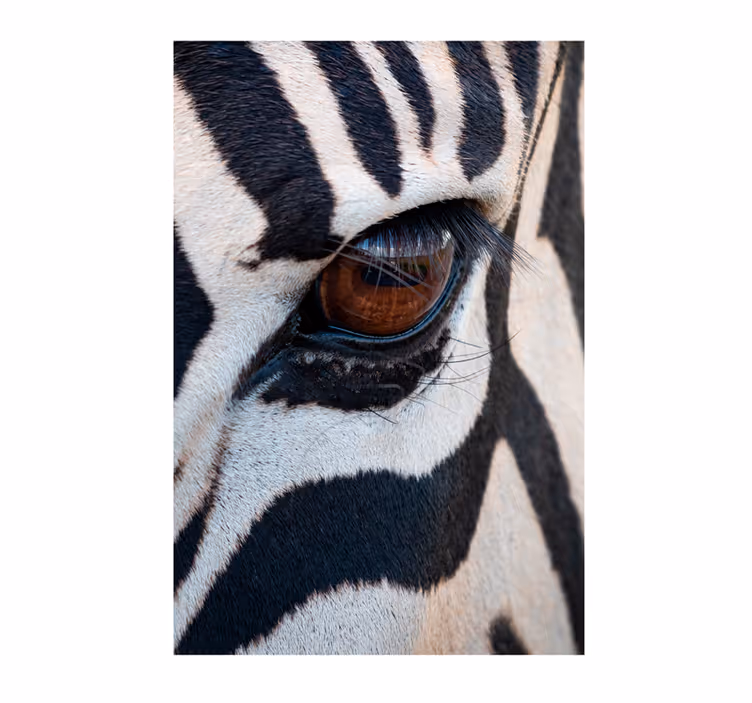 African wall mural eye of the zebra - TenStickers