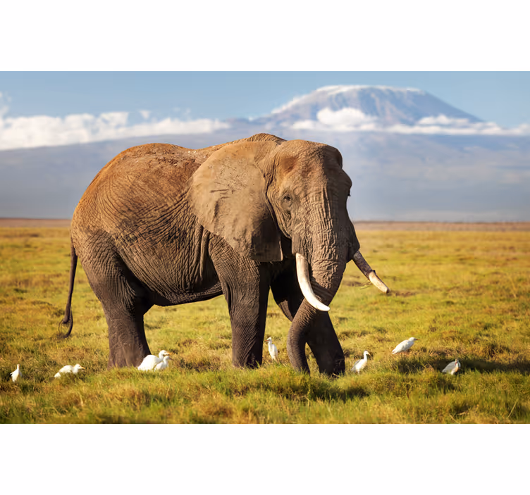 African wall mural kilimanjaro elephant art - TenStickers