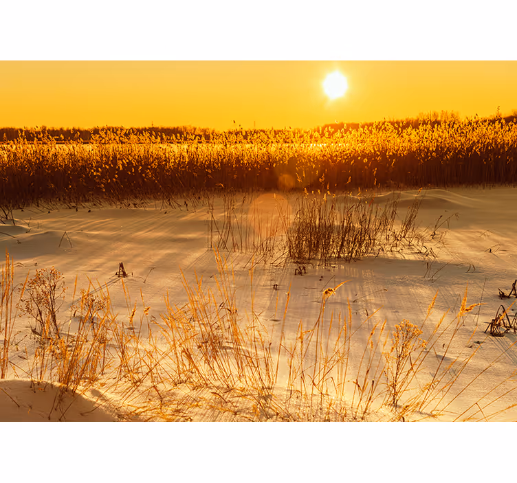 Yellow wall mural pampasgrass sunset scene - TenStickers