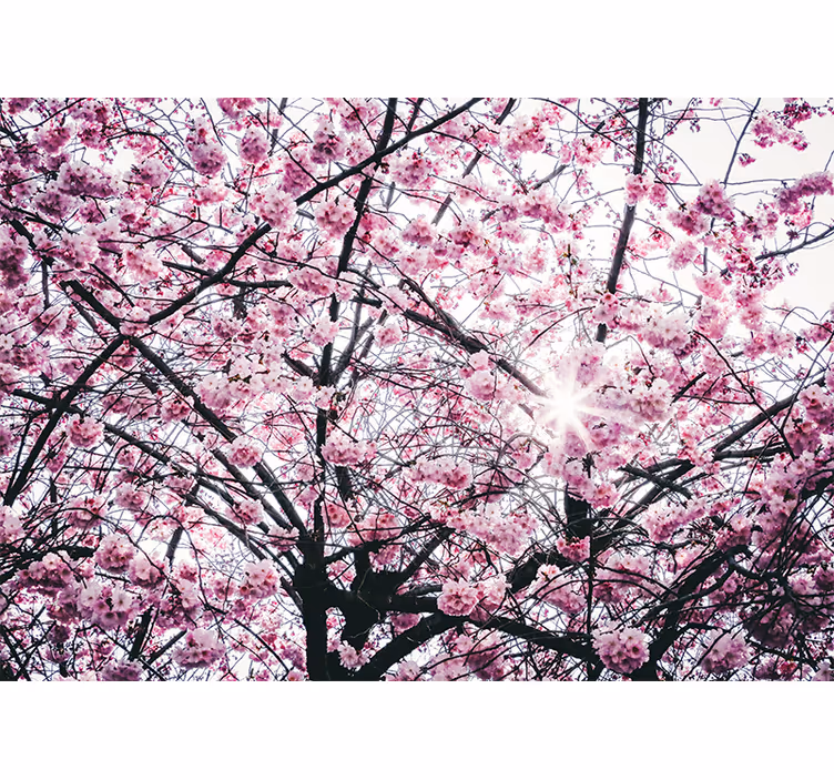 Pink wall mural cherry blossom trees design - TenStickers
