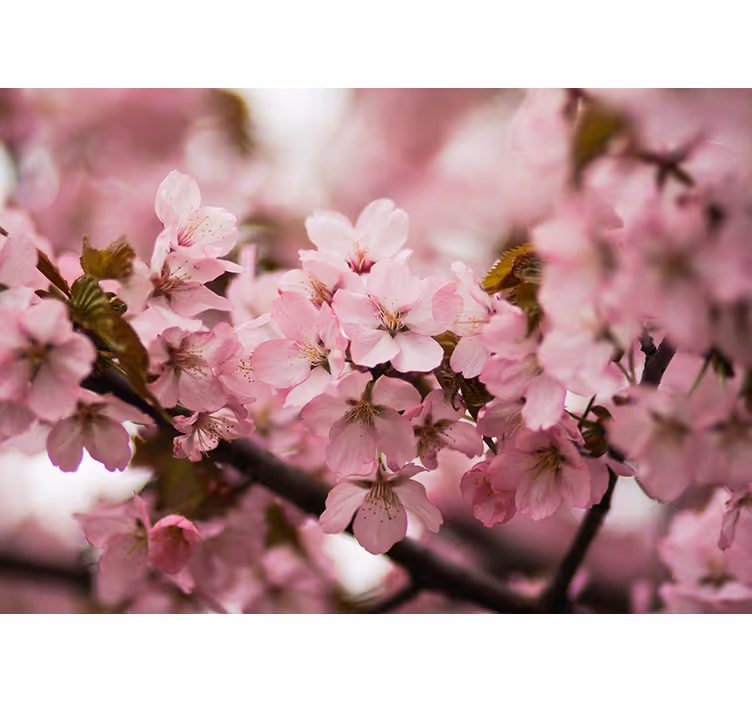 Pink wall mural pink cherry blossom design - TenStickers