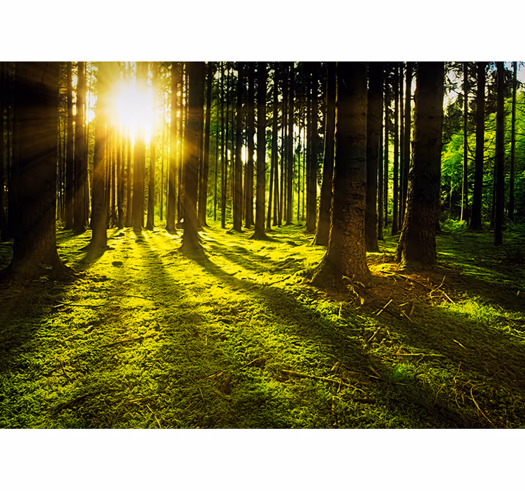 Green wall mural sunlit forest - TenStickers