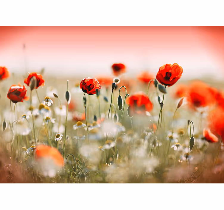 Hallway wall mural poppy field photo mural - TenStickers