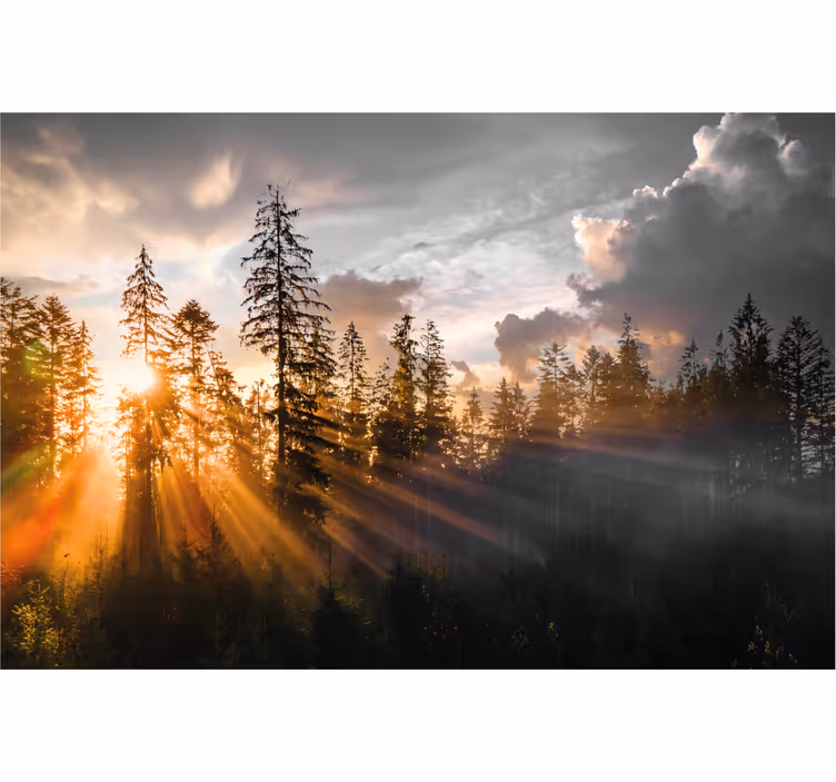 Wall mural entrance forest with fog and sun - TenStickers