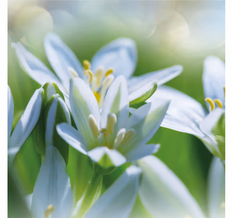 Wall mural entrance meadow of magnificent snowdrops - TenStickers