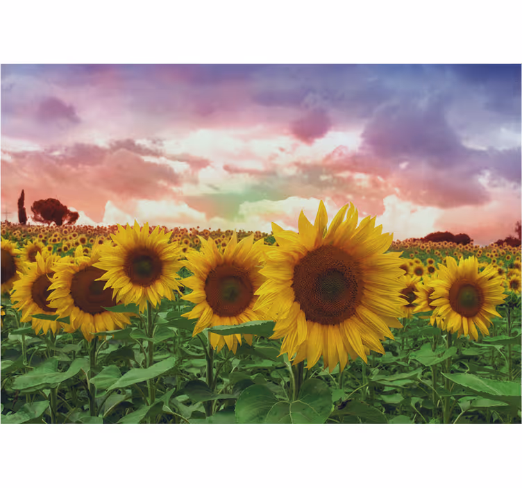 Wall mural entrance sunflower field colorful sky - TenStickers