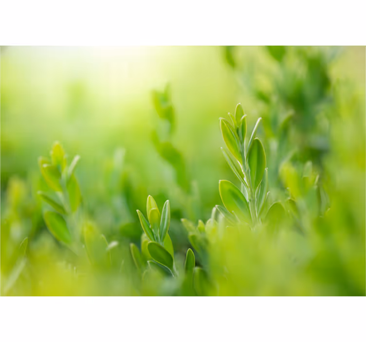 Wall mural entrance light green spring foliage - TenStickers