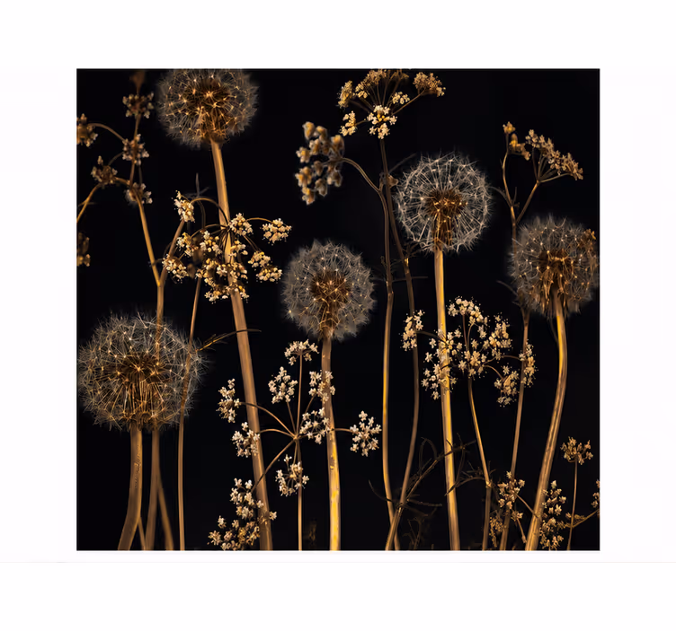 Dandelion wall mural inspired by nature - TenStickers