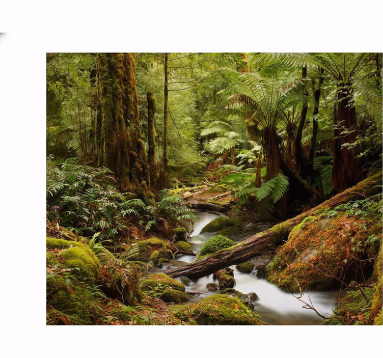 Nature wallpaper peaceful forest - TenStickers