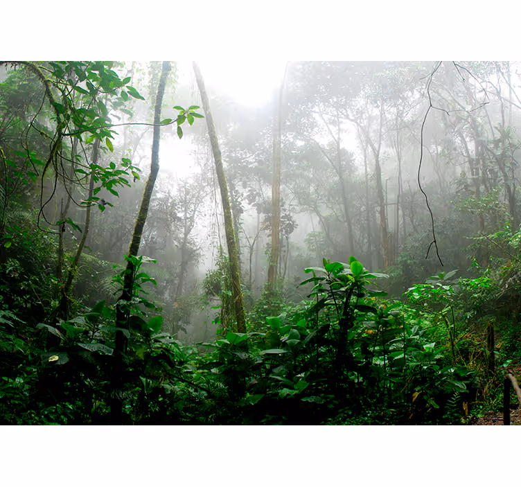Dark jungle forest 3D wallpaper - TenStickers
