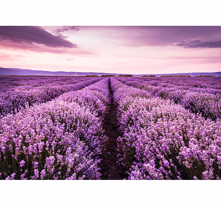 Lavender Field Panorama flower wall mural - TenStickers