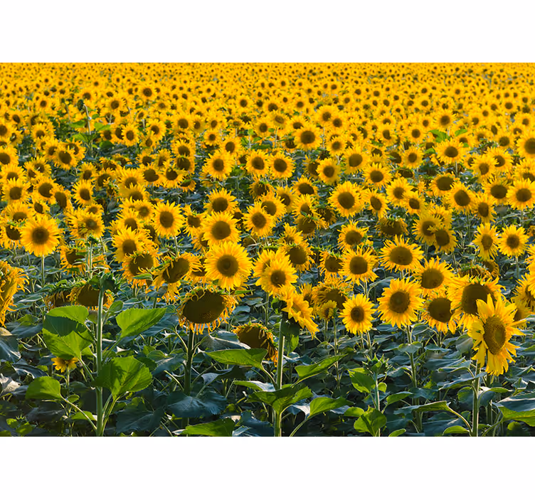Sunflower Field Panorama flower wall mural - TenStickers