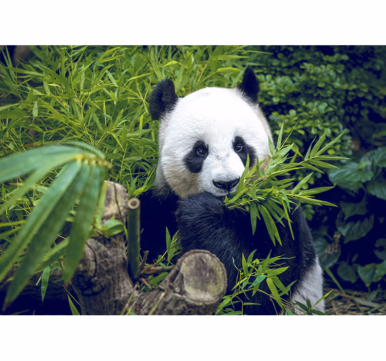 Bamboo Wall Mural Panda in a shadow - TenStickers