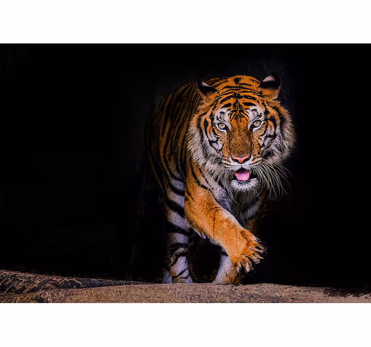 Tiger adhesive wall mural - TenStickers