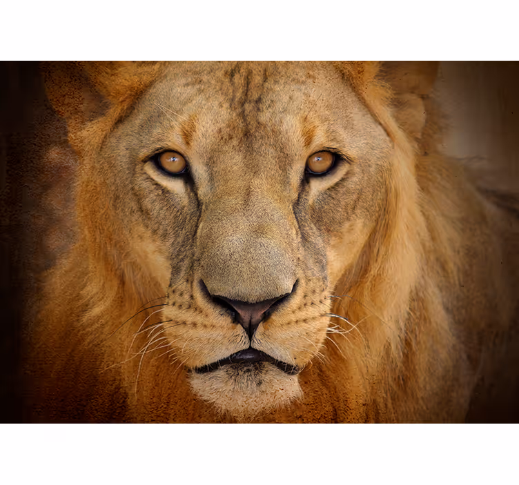 Wild lion animal wall mural - TenStickers