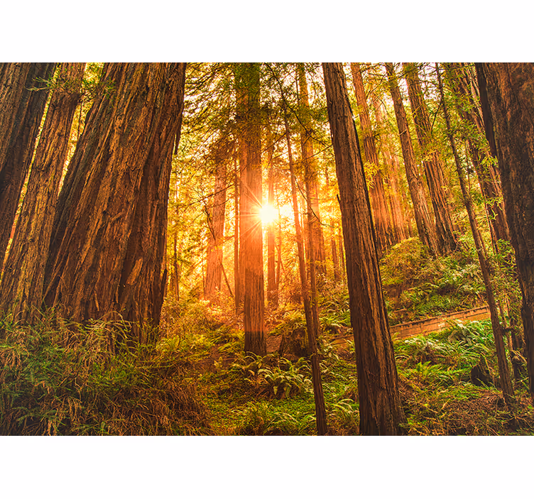 Mystical morning forest wall mural - TenStickers