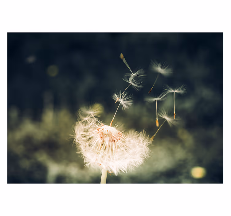 Dandelion wall mural dandelion seed breeze - TenStickers